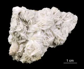 Estonian Museum of Natural History Specimen No 202175 photo (g27 g27-514 1 jpg).jpg