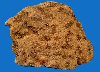 Grunerite (amosite) (GeoDIL number - 1779).jpg