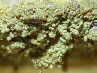 Guimaraesite-86209.jpg