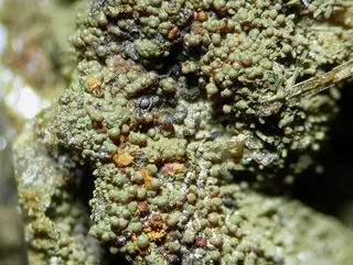 Guimaraesite-109499.jpg