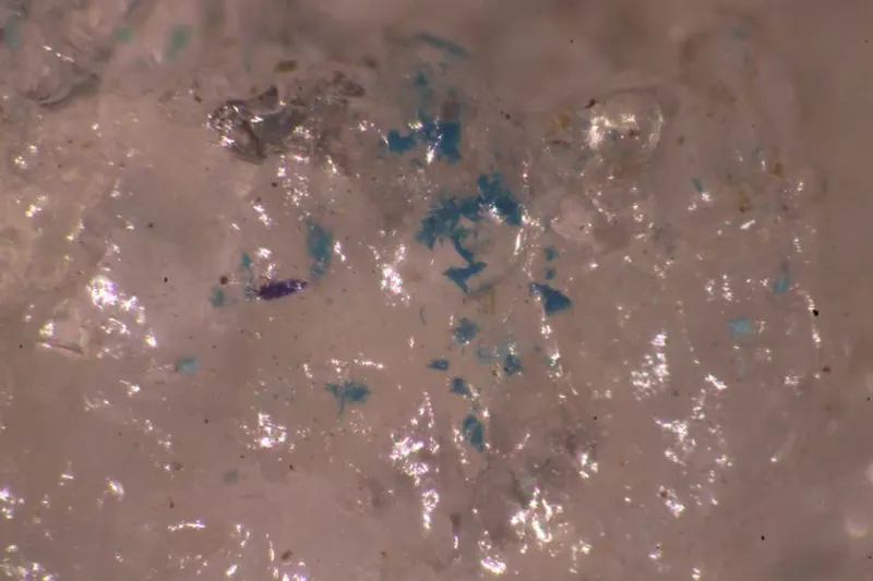 Shilovite & Ammineite.jpg