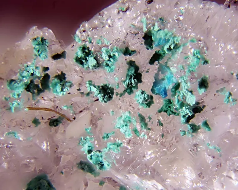 Ammineite.jpg