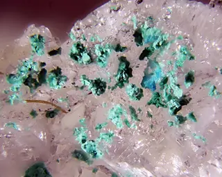 Ammineite.jpg