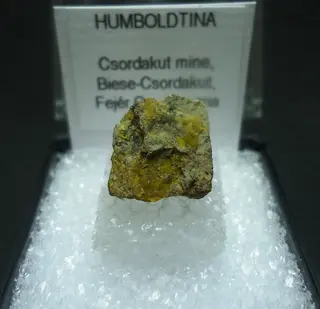 Humboldtin-640538.jpg