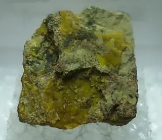 Humboldtin-640538 (cropped).jpg
