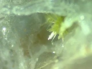 Jamborite-1165889.jpg
