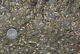 Andalusite Crystals Whitehills Scotland.jpg