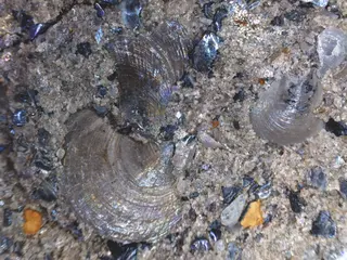 Estonian shelly phosphorites.jpg