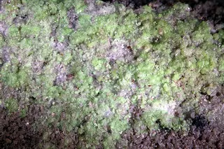 Andersonite, D-Day Mine.jpg