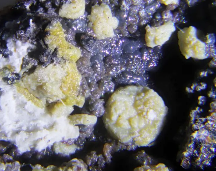 Kolovratite.jpg
