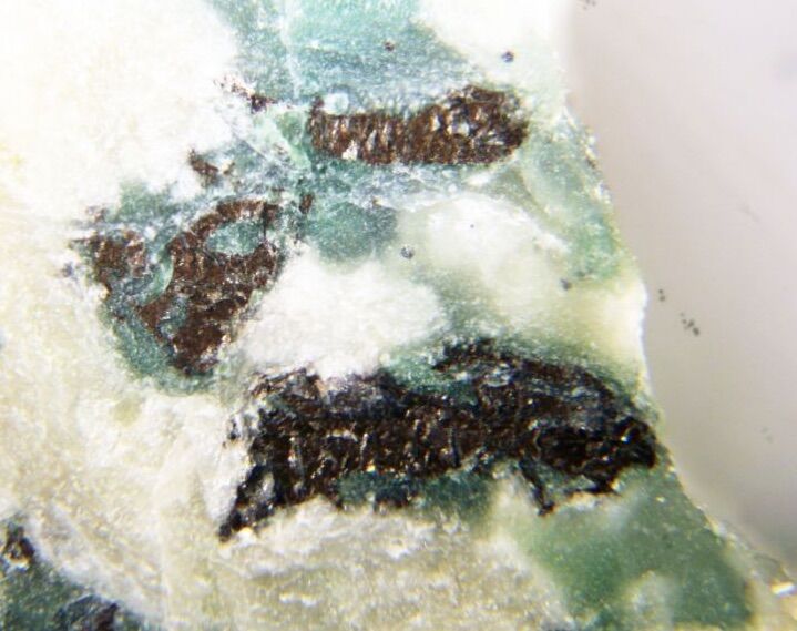 Lapieite