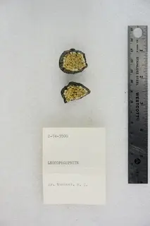 Leucophosphite (48303120401).jpg
