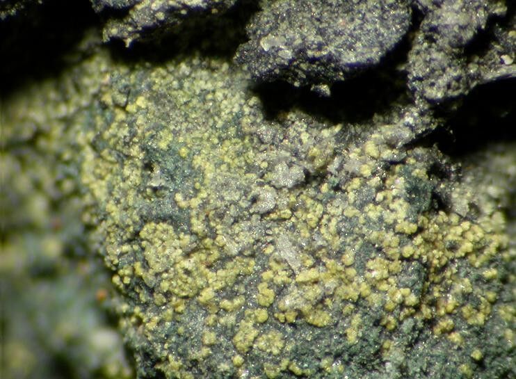 Lipscombite