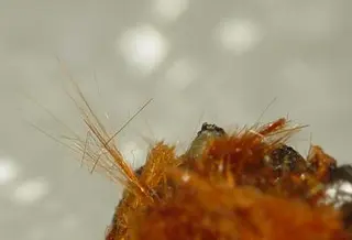 Ludlockite-rut316f.jpg