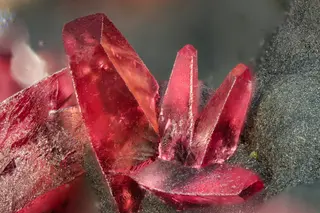 Betaroselite8436.jpg
