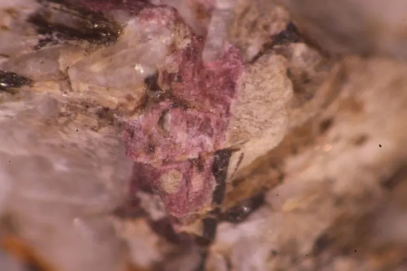 Manganoeudialyte.jpg