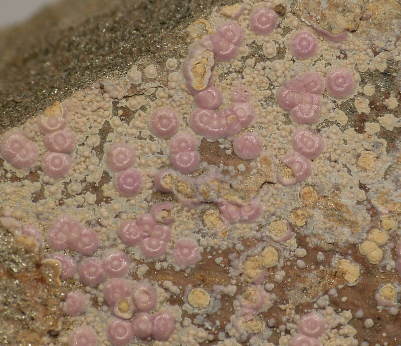 Cobalt-bearing Mansfieldite