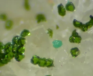 Mcalpineite, Xocomecatlite-387892.jpg