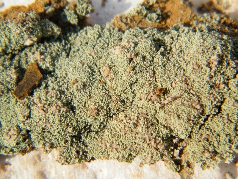 Melanterite