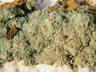 Melanterite-322401.jpg