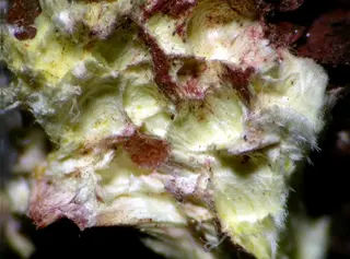 Studtite-103495-2.jpg