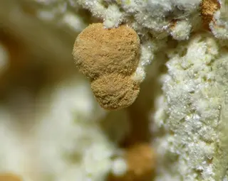 Ruifrancoite-Meurigite-K-109498.jpg