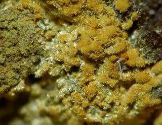 Meurigite-K-115673.jpg