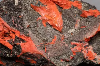 Minium (48723907148).jpg