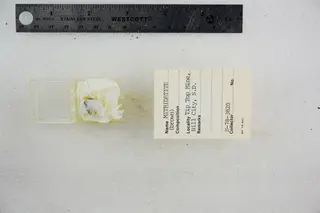 Mitridatite (Brown) (48522539721).jpg