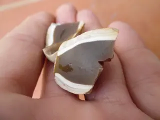 Moganita de Alcossebre.jpg