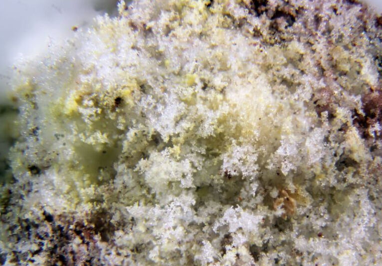 Mohrite