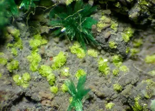 Molybdofornacite-108709.jpg