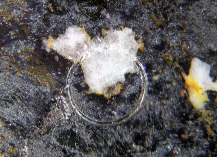 Telluropalladinite & Moncheite.jpg
