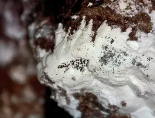 Murdochite-951342.jpg