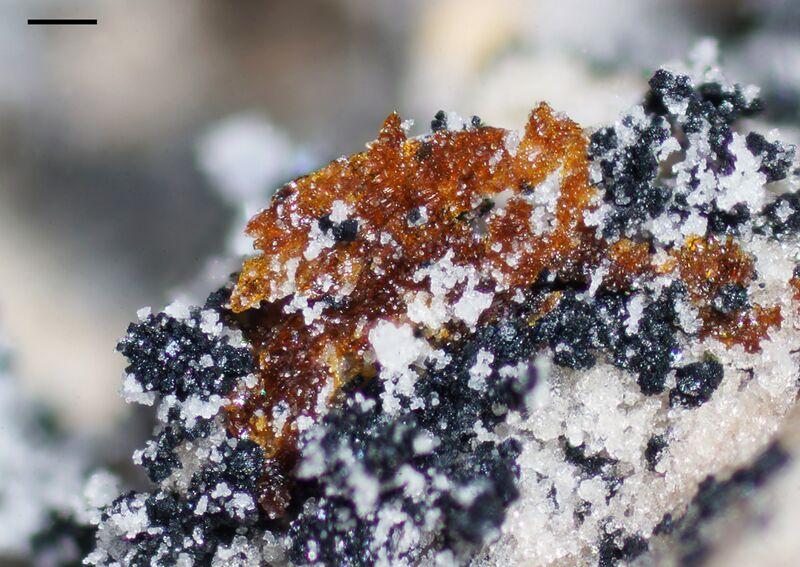 Plumboperloffite