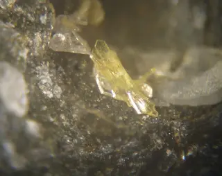 Nealite-490520.jpg