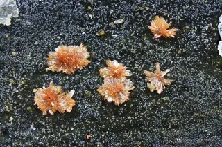 Nealite-3149-9 (Henk Smeets, tomeikminerals).jpg