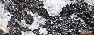 Neotocite-1320860.jpg