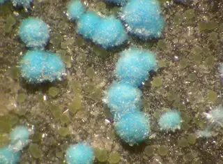 Nevadaite-103189.jpg