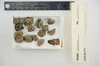 Newberyite (48522497381).jpg