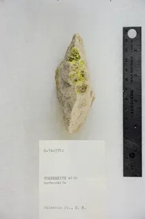Torbernite with Novacekite (48139989371).jpg