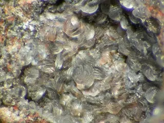 Offretite-89912.jpg