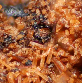 Orientite 455661cropped.jpg