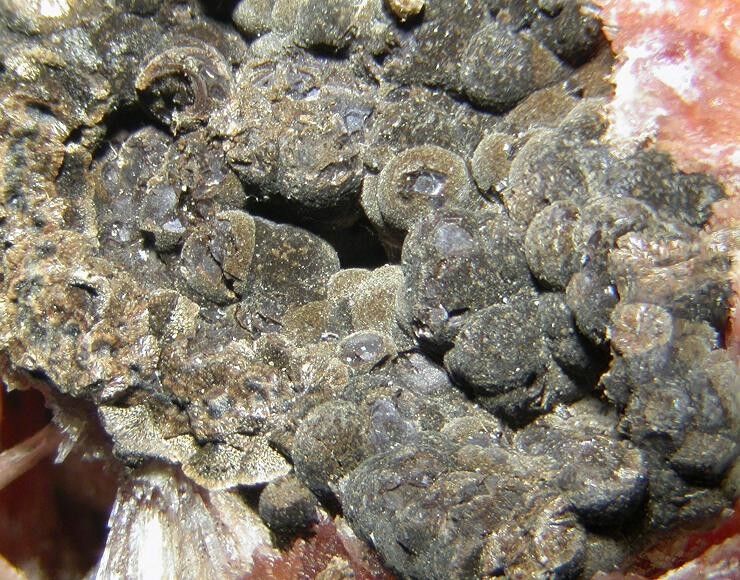 Orlymanite
