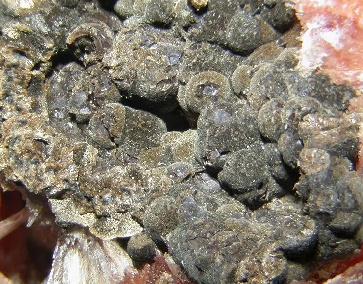 Orlymanite-89377.jpg