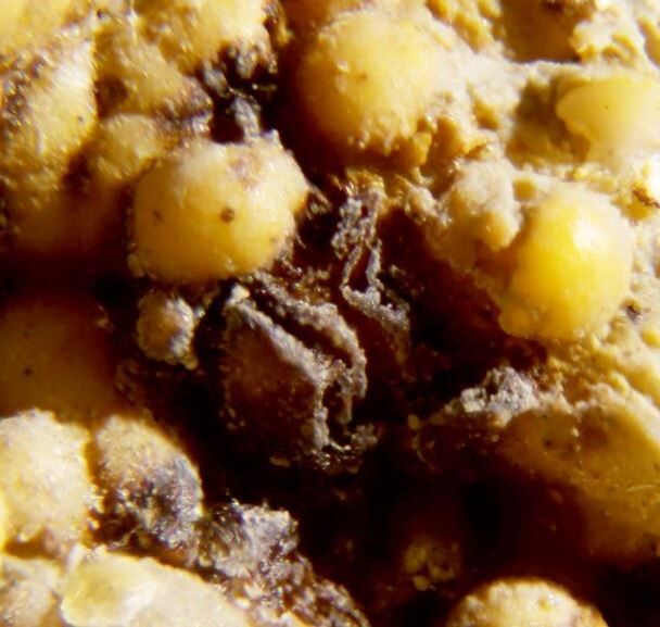 Pararobertsite