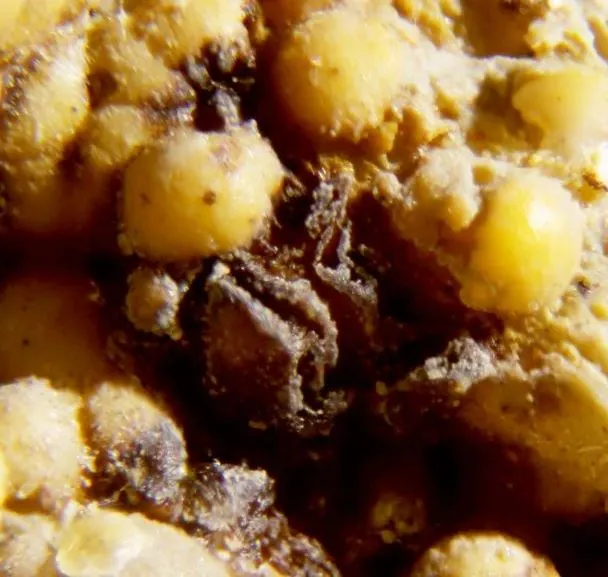 Pararobertsite.jpg