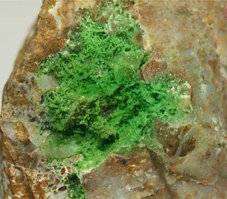 Pecoraite-654084.jpg