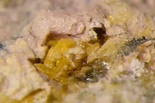Petterdite-446095.jpg