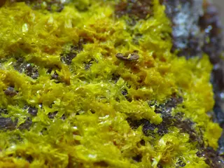 Makro Phosphuranylite 2.jpg